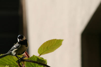 Close-up of bird perching on plant