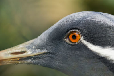 Close-up of a bird