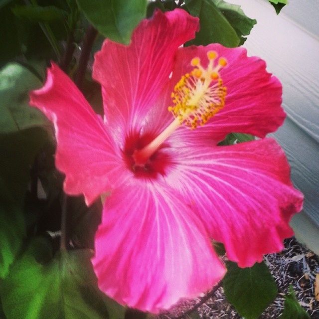 flower, petal, freshness, flower head, fragility, pink color, growth, beauty in nature, blooming, nature, close-up, leaf, single flower, plant, pollen, pink, in bloom, hibiscus, stamen, blossom