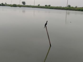 Bird on a lake