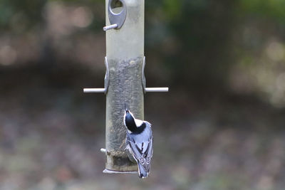 Close-up of bird feeder