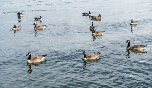 Ducks swimming in lake