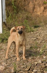 Dog on field