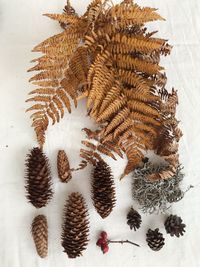 Close-up of pinecones