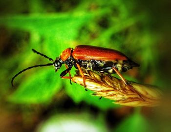 Close-up of insect