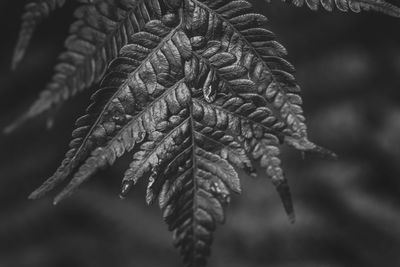 Close-up of leaf on tree