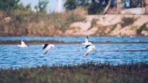 Seagulls flying over water