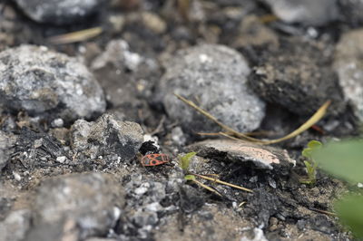 Close-up of insect on rock