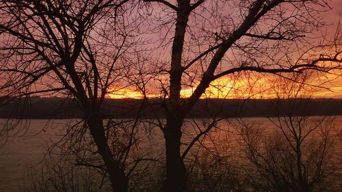 Bare trees against sky at sunset