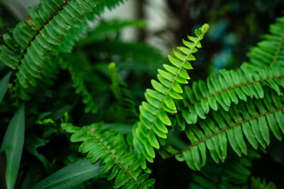 Close-up of fern leaves