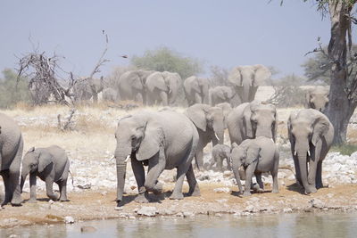 View of elephants drinking water in lake