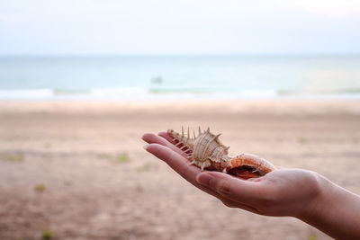 Small shell on woman hand with sand beach and sea background