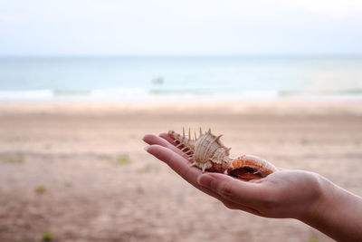 Cropped image of person hand holding sea water on beach