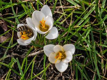 High angle view of crocus blooming on field