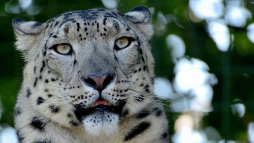 Close-up portrait of a cat