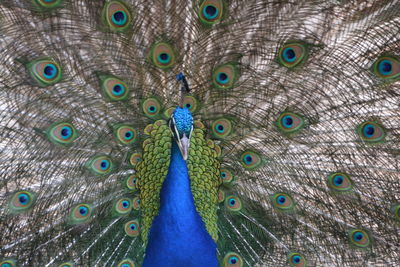 Close-up of peacock feathers