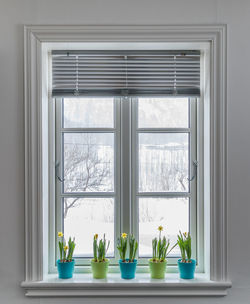 Potted plants on window sill