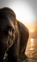 Close-up of elephant in water against sky