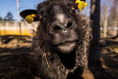 Close-up portrait of sheep on field