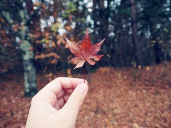 Close-up of person holding maple leaf