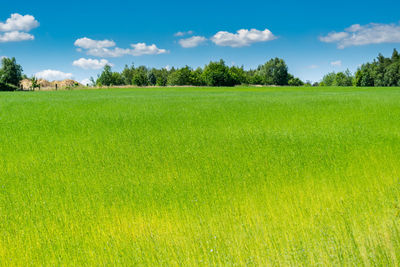 Scenic view of agricultural field against sky