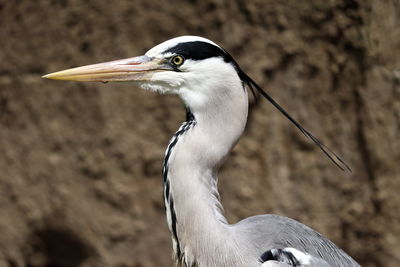 Close-up of a bird