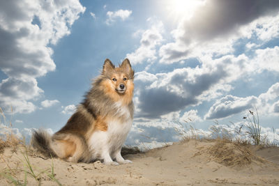 Shetland sheepdog sitting outdoors in sand dunes with pretty clouded sky en sun shining