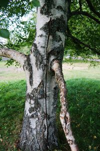 Trees on grassy field