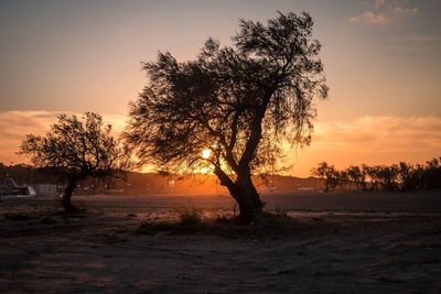 Silhouette trees on field against sky during sunset