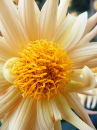 Close-up of yellow flower