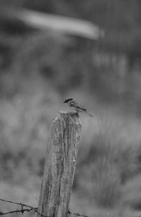 Bird perching on wooden post