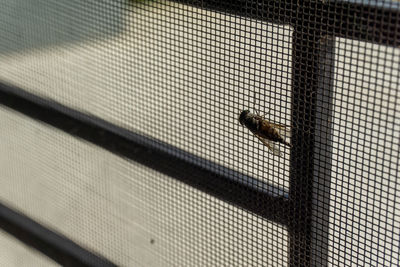 Close-up of insect in cage