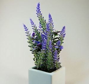 Close-up of purple flowers