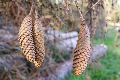 Close-up of dry leaf hanging on tree