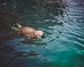 High angle view of duck swimming in lake