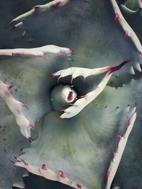 High angle view of pink flowers
