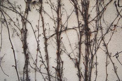 Bare trees against sky