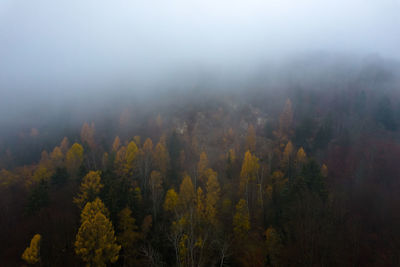 Trees in forest during foggy weather