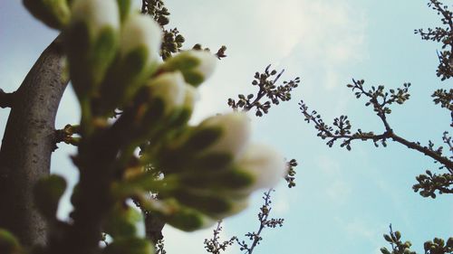 Low angle view of trees against sky