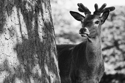 Portrait of deer by tree trunk