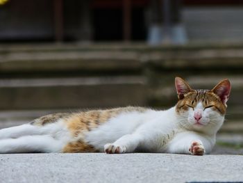 Close-up of cat resting against blurred background