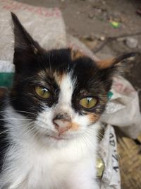 Close-up portrait of cat