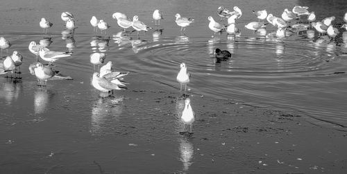 Swans swimming in lake