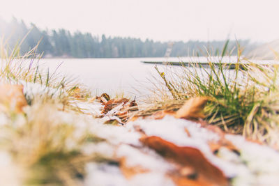 Surface level of grass by lake against sky