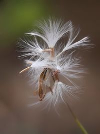 Close-up of dandelion on plant