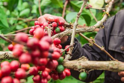 Close-up of red berries on tree