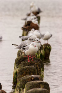 Seagull perching on wooden post