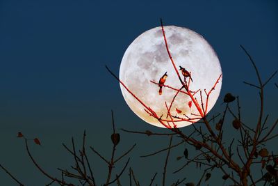 Low angle view of bare tree against sky at night