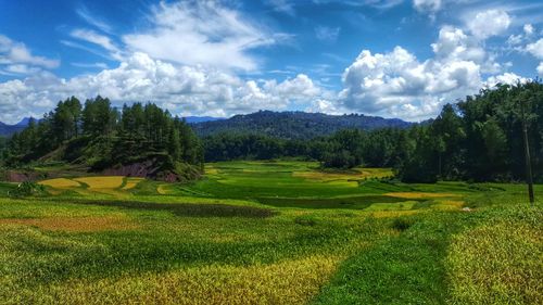 Scenic view of agricultural field against sky