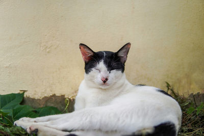 Close-up of cat resting against wall